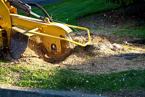 Best Aeration Services  in USA